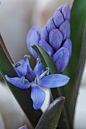 Scilla bifolia 二叶绵枣儿