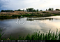 新疆五道泉 乌苏 水塘 池塘 芦苇 绿色植物 生态环境