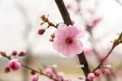 花 自然 梅花 美丽的花朵 花壁纸 花卉背景 红花