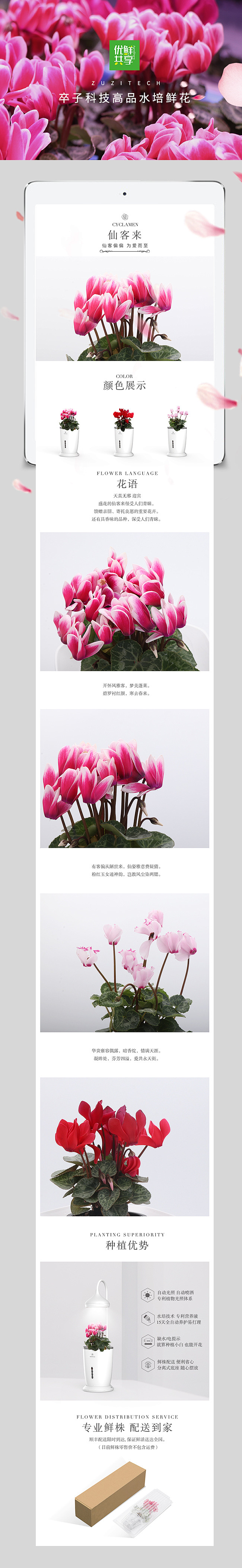 卒子科技-鲜花详情页