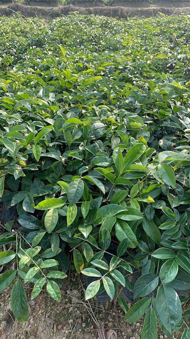 茯苓