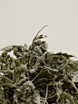 艾草-24
