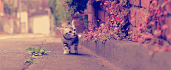 millet_nut采集到cute