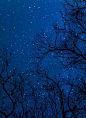 Starry night bokeh blue sky bokeh night outdoors stars trees