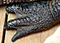 Reptile's claws ​​​​