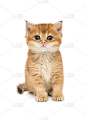 英国小猫品种