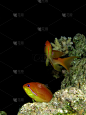 lyretail anthias,自然,中东,海洋生命,垂直画幅,图像,海洋,美,色彩鲜艳,野外动物