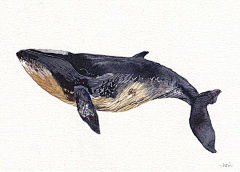 ZiCzwFVc采集到插画