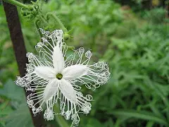  蛇瓜花，又称白娘子，是蛇瓜的花，蛇瓜别名蛇豆、蛇丝瓜、大豆角等，葫芦科栝楼属中的一年生攀缘性草本植物，原产印度、马来西亚，广泛分布于东南亚各国和澳大利亚，在西非、美洲热带和加勒比海等地也有栽培，中国只有零星栽培，近年来山东省青岛地区种植较多。