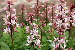 春暖花开 春天 花园 粉红色 开花 花朵 花壁纸 美丽的花朵