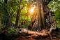 Jungle Path by Joshua Davenport on 500px@北坤人素材