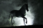 Photograph Andalusian stallion by Katarzyna  Okrzesik on 500px