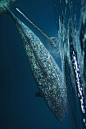 鲸目·齿鲸亚目·一角鲸科·一角鲸属：一角鲸（独角鲸）