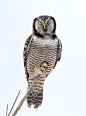 Northern Hawk Owl #野生动物# #鸟类#