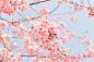 自然, 植物, 鲜花, 樱桃, 日本, 春天, 粉色, 春天的花朵
