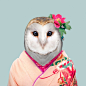 Barn Owl - Tyto Alba