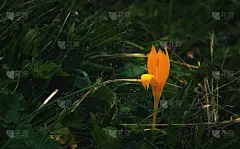 屏幕保护程序，桌面和广告的背景和壁纸，照片中是生长在高加索山脉的稀有野花。