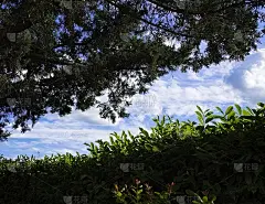树篱后天空中的云朵(Pesaro，意大利，欧洲)