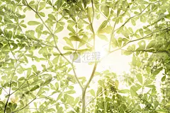 太阳能是世界需要的能源。森林是一家工厂，生产实力雄厚。