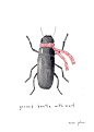 ground beetle with scarf