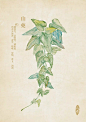 人五的相册-水彩本草-山药