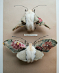 Textile moths By Mister Finch | Flickr - 相片分享！