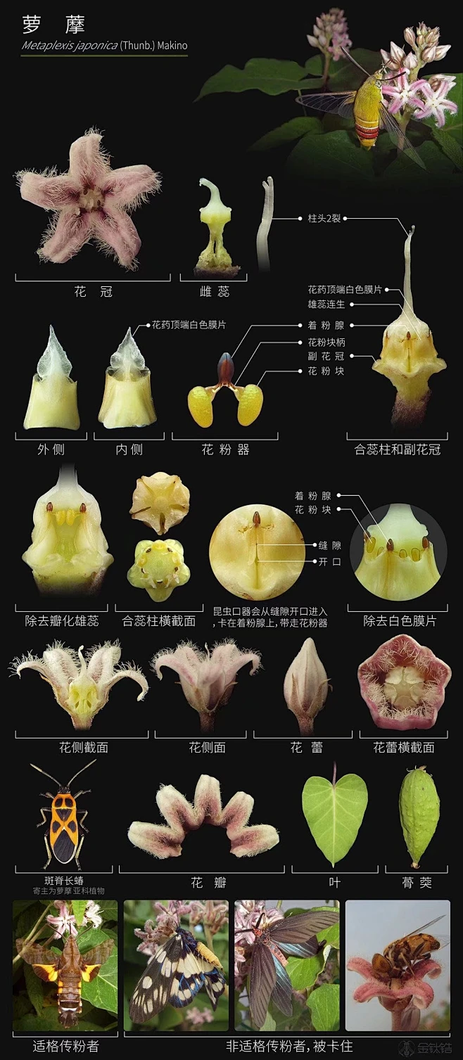 植物结构和科普，好好看！-花瓣网