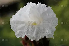 白花唇木香(绉布姜，藤芦苇，马来姜，螺旋旗，螺旋姜，野姜)。花有圆锥状苞片，看起来像绉纸，花纯白色起