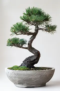 松树盆栽植物高清图片