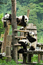 大熊猫中国