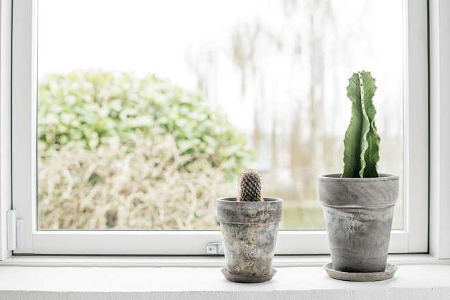 Cactus in flower pot...