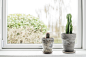 Cactus in flower pots in a bright window