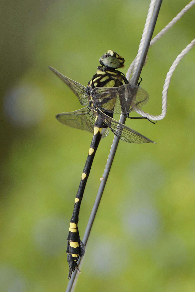 蜓笔顺(蜓笔顺视频)