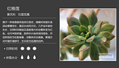 小猫尕尕采集到植物