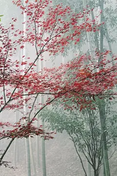 “  空山新雨后，天气晚来秋 …  ” ​ ​​​​