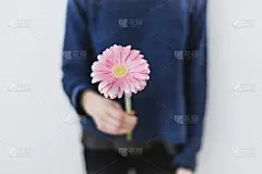 非洲雏菊,粉色,女孩,雏菊,仅一朵花,鲜花盛开,贺卡,夏天,仅成年人,青年人