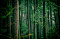 dev-forest-resize.jpg (2000×1328)