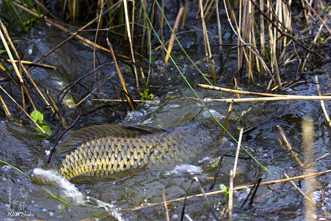 Carpes