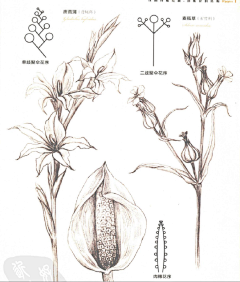 番兔子采集到花