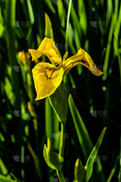 牛屎菩萨采集到园林观赏植物