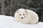 Arctic Fox | Fox hole