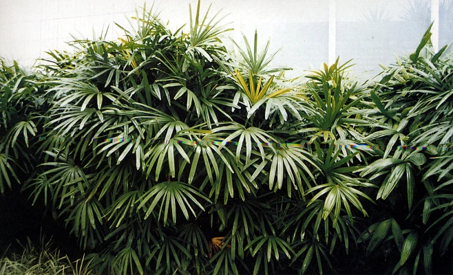 棕竹 Rhapis excelsa (Thunberg) Henry-花瓣网