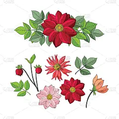 秋天的花和叶:大丽花，百日草。手绘矢量插图孤立在白色背景。