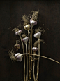 Garlic. Photography by Anita Calero