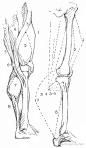 解剖学和图画腿