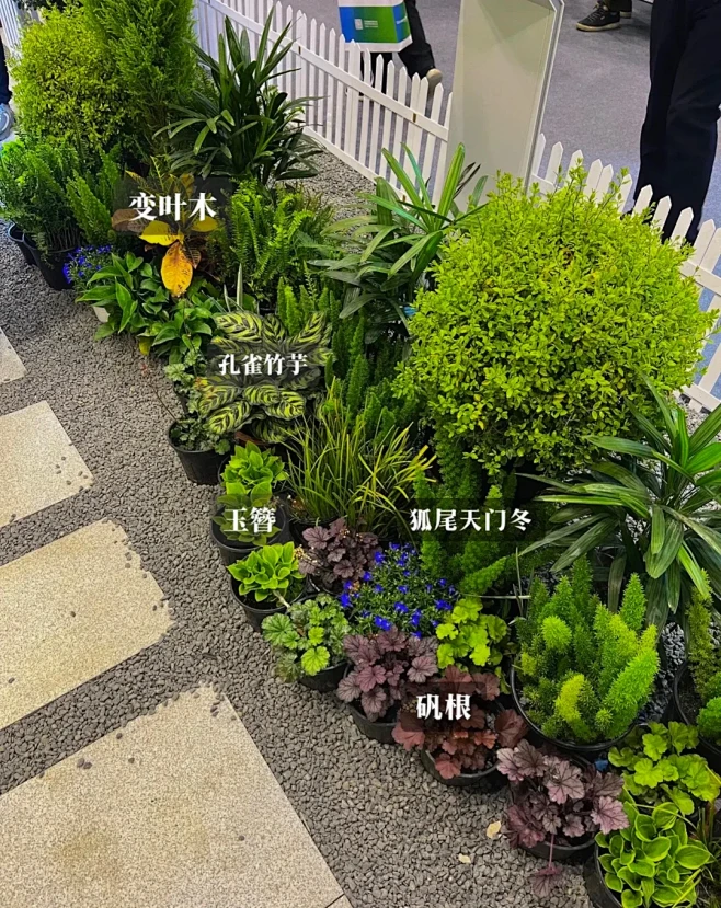 小庭院花境植物搭配 - 小红书