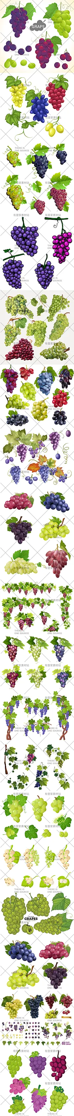 手绘逼真水果葡萄红提青提小蜜蜂葡萄藤元素插画AI矢量设计素材-淘宝网