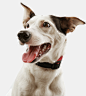 CANIDAE® : 



