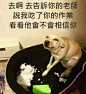 澎湃联播|“报告老师，我的寒假作业被狗吃了”_网易新闻