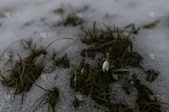 春天的风景